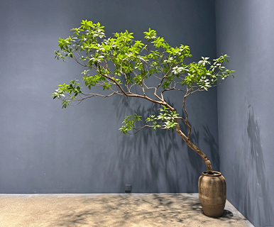 Indoor & Outdoor Potted Artificial Plant, Fake Pieris Japonica Large Tree